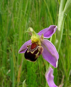 Ophrys apifera (Orchidaceae)  - Ophrys abeille - Bee Orchid Pas-de-Calais [France] 12/06/2004