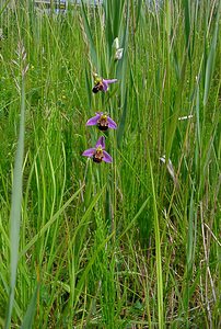 Ophrys apifera (Orchidaceae)  - Ophrys abeille - Bee Orchid Pas-de-Calais [France] 12/06/2004