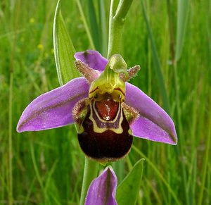 Ophrys apifera (Orchidaceae)  - Ophrys abeille - Bee Orchid Pas-de-Calais [France] 12/06/2004