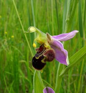 Ophrys apifera (Orchidaceae)  - Ophrys abeille - Bee Orchid Pas-de-Calais [France] 12/06/2004