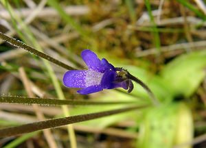 Pinguicula vulgaris (Lentibulariaceae)  - Grassette commune, Grassette vulgaire - Common Butterwort Aisne [France] 27/06/2004 - 80mLa seule station de grassettes de Picardie