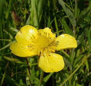 Ranunculus lingua (Ranunculaceae)  - Renoncule langue, Grande douve - Greater Spearwort Louvain [Belgique] 19/06/2004 - 10m