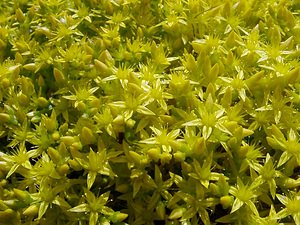 Sedum acre (Crassulaceae)  - Orpin âcre, Poivre de muraille, Vermiculaire, Poivre des murailles - Biting Stonecrop Aisne [France] 13/06/2004 - 110m