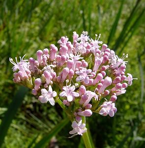 Valeriana officinalis (Caprifoliaceae)  - Valériane officinale - Common Valerian Louvain [Belgique] 19/06/2004 - 10m