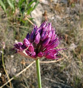 Allium sphaerocephalon (Amaryllidaceae)  - Ail à tête ronde - Round-headed Leek Herault [France] 04/07/2004 - 670m