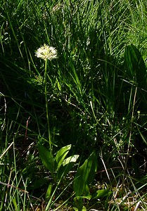 Allium victorialis (Amaryllidaceae)  - Ail victorial, Herbe à neuf chemises, Ail de la victoire, Ail des cerfs Pyrenees-Orientales [France] 07/07/2004 - 1650m