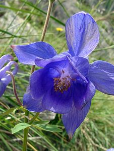 Aquilegia vulgaris (Ranunculaceae)  - Ancolie commune, Ancolie vulgaire, Clochette - Columbine Ariege [France] 16/07/2004 - 1570m