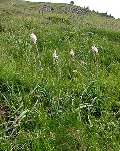 Asphodelus albus (Asphodelaceae)  - Asphodèle blanc, Bâton royal - White Asphodel Hautes-Pyrenees [France] 13/07/2004 - 2060m