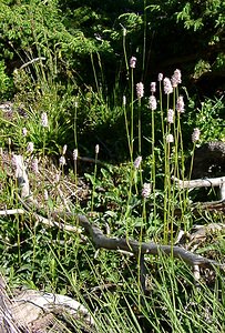 Bistorta officinalis (Polygonaceae)  - Bistorte, Renouée bistorte, Bistorte officinale, Langue-de-boeuf - Common Bistort Pyrenees-Orientales [France] 07/07/2004 - 1650m