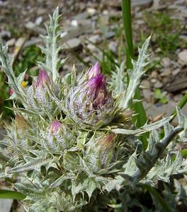 Carduus carlinoides (Asteraceae)  - Chardon fausse carline Hautes-Pyrenees [France] 13/07/2004 - 2060m