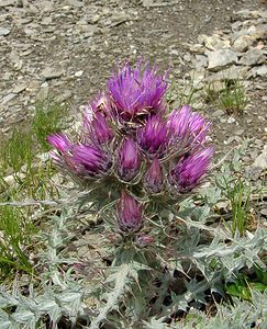 Carduus carlinoides (Asteraceae)  - Chardon fausse carline Hautes-Pyrenees [France] 13/07/2004 - 2060m