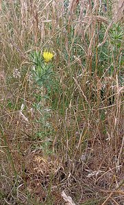 Carthamus lanatus (Asteraceae)  - Carthame laineux, C, Faux safranentaurée laineuse - Downy Safflower Gard [France] 05/07/2004 - 580m