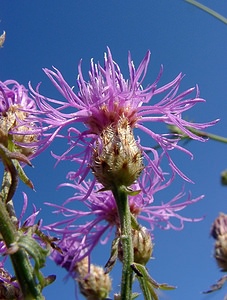 Centaurea paniculata (Asteraceae)  - Centaurée en panicule, Centaurée paniculée - Jersey Knapweed Gard [France] 04/07/2004 - 610m