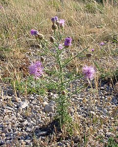 Centaurea paniculata (Asteraceae)  - Centaurée en panicule, Centaurée paniculée - Jersey Knapweed Gard [France] 04/07/2004 - 610m