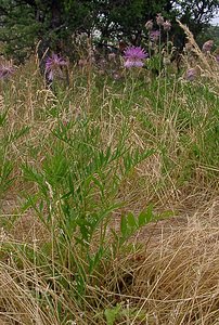 Centaurea scabiosa (Asteraceae)  - Centaurée scabieuse - Greater Knapweed Gard [France] 05/07/2004 - 580m