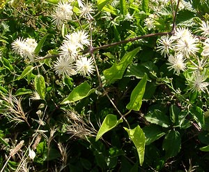 Clematis vitalba (Ranunculaceae)  - Clématite des haies, Clématite vigne blanche, Herbe aux gueux - Traveller's-joy Gard [France] 04/07/2004 - 610m