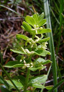 Cruciata glabra (Rubiaceae)  - Croisette glabre, Gaillet glabre, Gaillet de printemps Pyrenees-Orientales [France] 07/07/2004 - 1650m