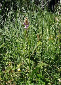 Dactylorhiza maculata (Orchidaceae)  - Dactylorhize maculé, Orchis tacheté, Orchis maculé - Heath Spotted-orchid Pyrenees-Orientales [France] 07/07/2004 - 1650m