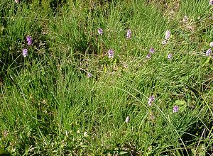 Dactylorhiza maculata (Orchidaceae)  - Dactylorhize maculé, Orchis tacheté, Orchis maculé - Heath Spotted-orchid Pyrenees-Orientales [France] 07/07/2004 - 1650m
