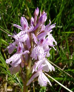 Dactylorhiza maculata (Orchidaceae)  - Dactylorhize maculé, Orchis tacheté, Orchis maculé - Heath Spotted-orchid Pyrenees-Orientales [France] 07/07/2004 - 1650m