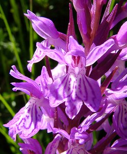 Dactylorhiza maculata (Orchidaceae)  - Dactylorhize maculé, Orchis tacheté, Orchis maculé - Heath Spotted-orchid Pyrenees-Orientales [France] 07/07/2004 - 1650m