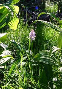 Dactylorhiza maculata (Orchidaceae)  - Dactylorhize maculé, Orchis tacheté, Orchis maculé - Heath Spotted-orchid Pyrenees-Orientales [France] 07/07/2004 - 1650m