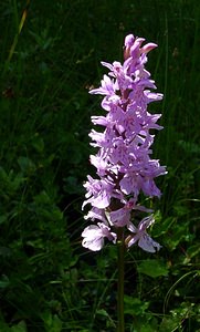 Dactylorhiza maculata (Orchidaceae)  - Dactylorhize maculé, Orchis tacheté, Orchis maculé - Heath Spotted-orchid Haute-Garonne [France] 15/07/2004 - 1420m