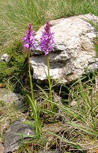 Dactylorhiza maculata (Orchidaceae)  - Dactylorhize maculé, Orchis tacheté, Orchis maculé - Heath Spotted-orchid Ariege [France] 16/07/2004 - 1570m