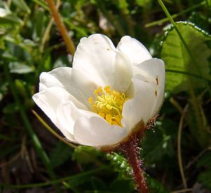 Dryas octopetala (Rosaceae)  - Dryade à huit pétales, Thé des alpes - Mountain Avens Hautes-Pyrenees [France] 14/07/2004 - 2090m