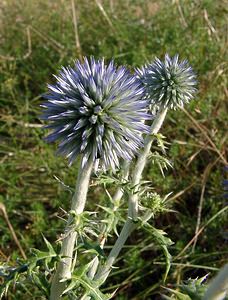 Echinops ritro (Asteraceae)  - Échinops ritro, Échinops, Chardon bleu Gard [France] 04/07/2004 - 610m