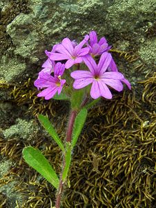 Erinus alpinus (Plantaginaceae)  - Érine des Alpes, Mandeline des Alpes - Fairy Foxglove Hautes-Pyrenees [France] 14/07/2004 - 2090m