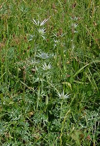 Eryngium bourgatii (Apiaceae)  - Panicaut de Bourgat Hautes-Pyrenees [France] 12/07/2004 - 1290m