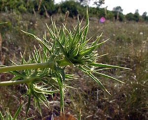 Eryngium campestre (Apiaceae)  - Panicaut champêtre, Chardon Roland - Field Eryngo Gard [France] 04/07/2004 - 610m