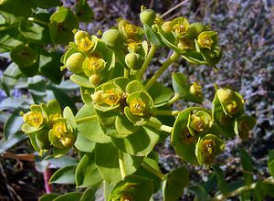 Euphorbia nicaeensis (Euphorbiaceae)  - Euphorbe de Nice Gard [France] 04/07/2004 - 610m