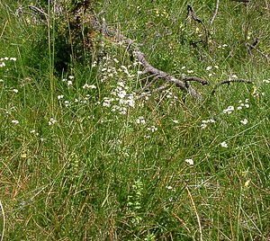 Galium palustre (Rubiaceae)  - Gaillet des marais - Common Marsh-bedstraw Pyrenees-Orientales [France] 08/07/2004 - 1730m