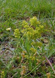 Galium verum (Rubiaceae)  - Gaillet vrai, Gaillet jaune, Caille-lait jaune - Lady's Bedstraw Pyrenees-Orientales [France] 07/07/2004 - 1650m