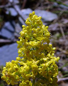 Galium verum (Rubiaceae)  - Gaillet vrai, Gaillet jaune, Caille-lait jaune - Lady's Bedstraw Hautes-Pyrenees [France] 12/07/2004 - 1290m