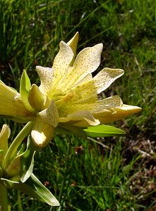 Gentiana burseri (Gentianaceae)  - Gentiane de Burser Pyrenees-Orientales [France] 07/07/2004 - 1650m