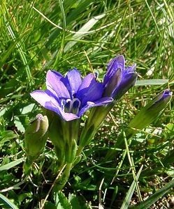 Gentiana pyrenaica (Gentianaceae)  - Gentiane des Pyrénées Pyrenees-Orientales [France] 07/07/2004 - 2050m