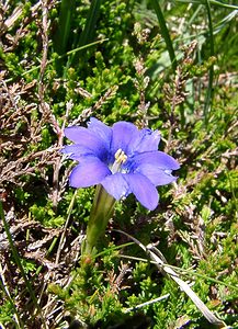 Gentiana pyrenaica (Gentianaceae)  - Gentiane des Pyrénées Pyrenees-Orientales [France] 07/07/2004 - 2050m