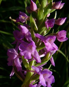 Gymnadenia conopsea (Orchidaceae)  - Gymnadénie moucheron, Orchis moucheron, Orchis moustique - Fragrant Orchid Hautes-Pyrenees [France] 12/07/2004 - 1290m