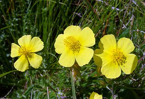 Helianthemum nummularium (Cistaceae)  - Hélianthème nummulaire, Hélianthème jaune, Hélianthème commun - Common Rock-rose Pyrenees-Orientales [France] 07/07/2004 - 1650m