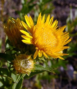 Inula salicina (Asteraceae)  - Inule saulière, Inule à feuilles de saule - Irish Fleabane Herault [France] 04/07/2004 - 670m