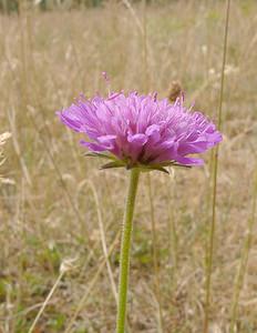 Knautia collina (Caprifoliaceae)  - Knautie des collines, Knautie pourpre Gard [France] 05/07/2004 - 580m