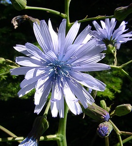 Lactuca plumieri (Asteraceae)  - Laitue de Plumier, Cicerbite de Plumier, Laitue des montagnes, Laiteron de Plumier - Hairless Blue-sow-thistle Haute-Garonne [France] 15/07/2004 - 1400m