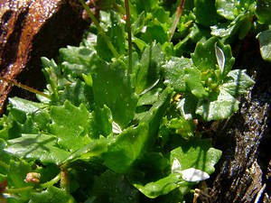 Micranthes stellaris (Saxifragaceae)  - Micranthe étoilé, Saxifrage étoilée - Starry Saxifrage Ariege [France] 16/07/2004 - 1570m