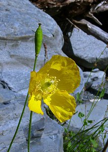 Papaver cambricum (Papaveraceae)  - Pavot du Pays de Galles, Méconopside du Pays de Galles, Méconopsix du Pays de Galles, Pavot jaune - Welsh Poppy Hautes-Pyrenees [France] 12/07/2004 - 1290m