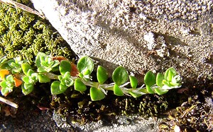Paronychia  (Caryophyllaceae)  - Paronyque Hautes-Pyrenees [France] 12/07/2004 - 1290m