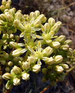 Petrosedum sediforme (Crassulaceae)  - Orpin blanc jaunâtre, Orpin de Nice, Sédum de Nice - Pale Stonecrop Herault [France] 04/07/2004 - 670m