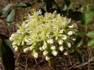 Petrosedum sediforme (Crassulaceae)  - Orpin blanc jaunâtre, Orpin de Nice, Sédum de Nice - Pale Stonecrop Herault [France] 04/07/2004 - 670m